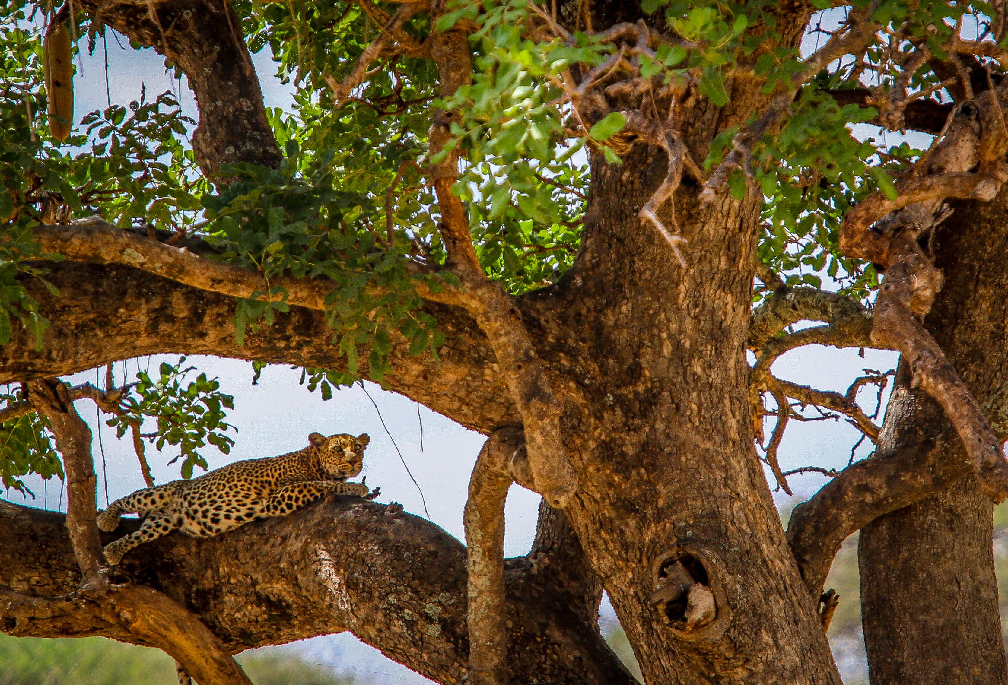 Wildlife Photography- Leopard in Serengeti National Park