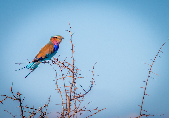 Wildlife Photography- Lilac Breasted Roller in Kruger National Park