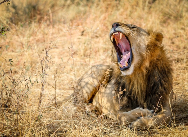 Wildlife Photography- Lion in Tarangire National Park