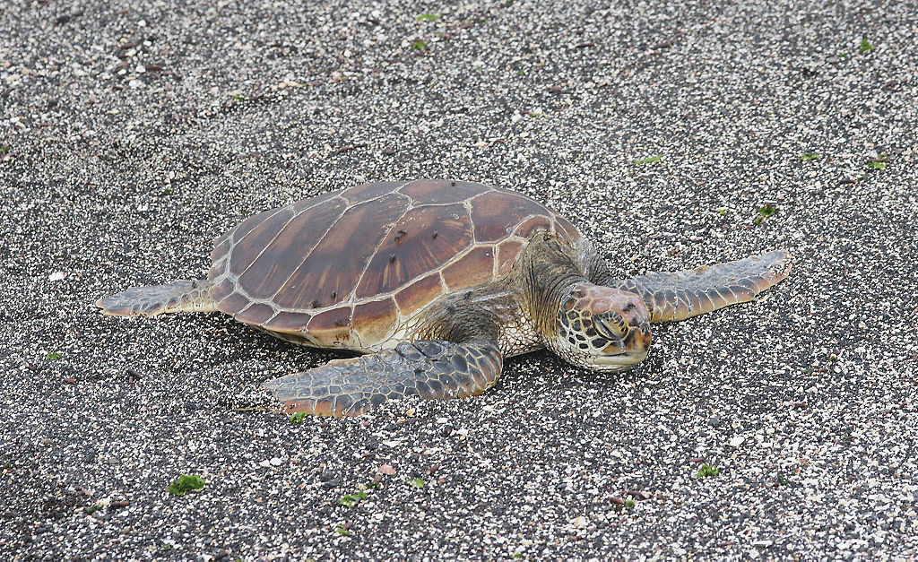 Galapagos Islands Animals: Galapagos Green Turtle