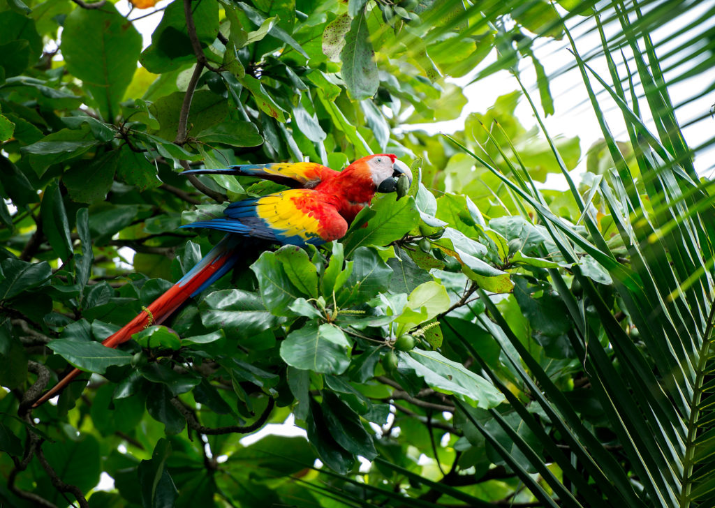 Family Volunteer Adventure Package in Costa Rica - 8-days