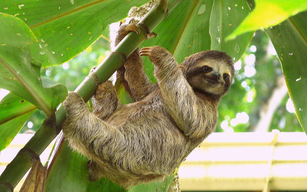 Things to Do in Costa Rica- Wildlife Rescue