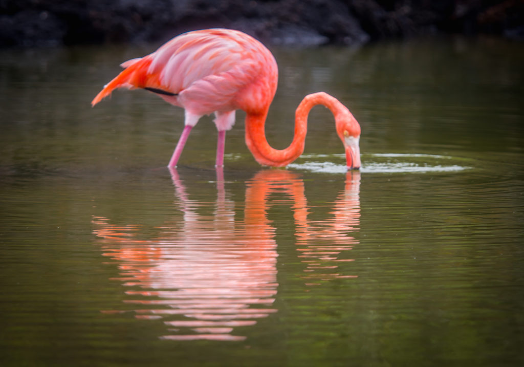 Galapagos Islands Animals: Galapagos Flamingo