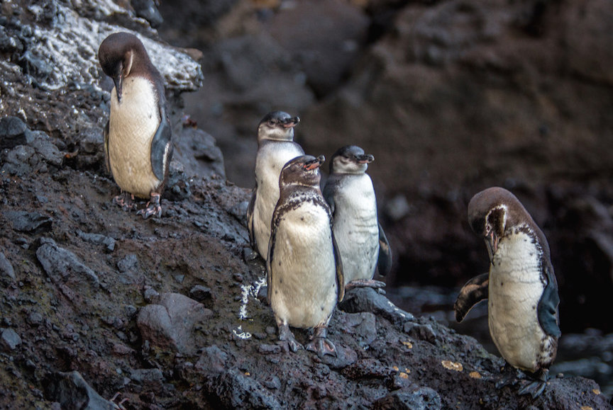 Galápagos Islands Animals: Galápagos Penguins