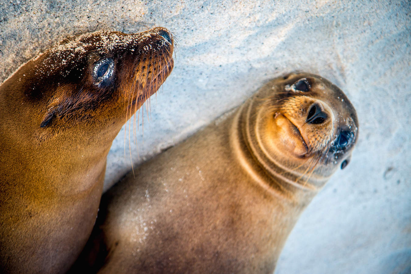 Galapagos Islands Animals: A Beginner's Guide