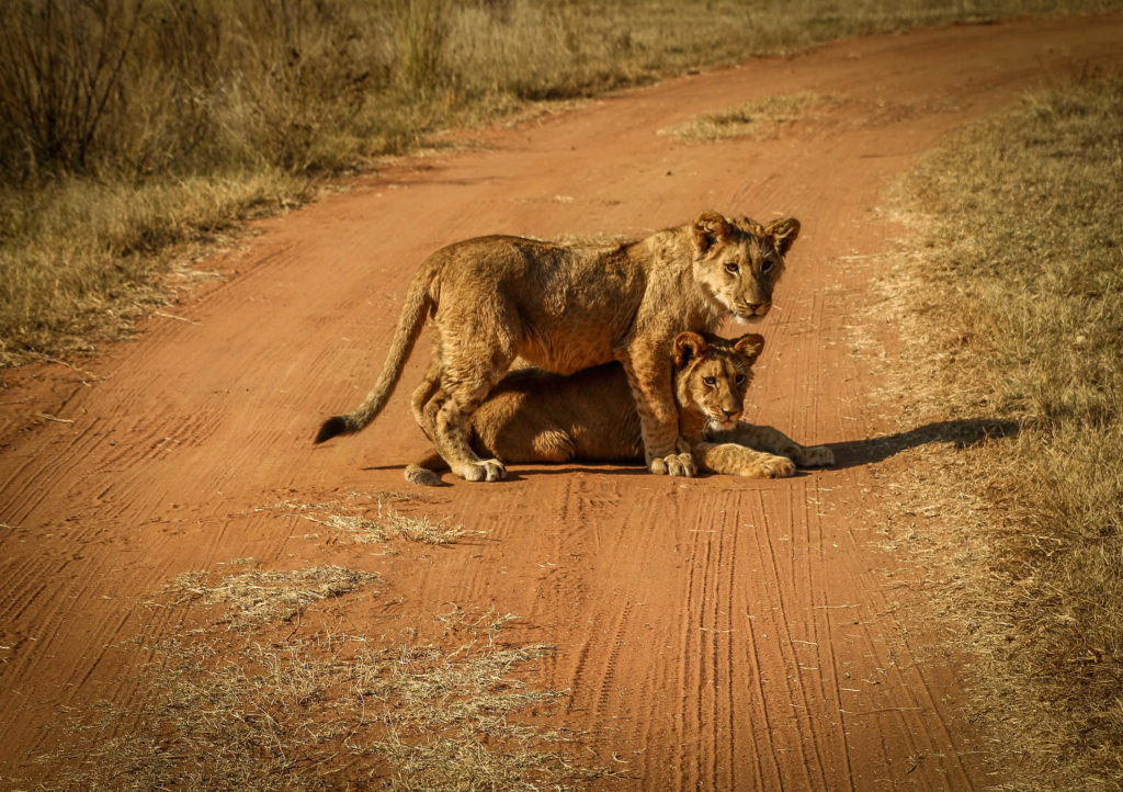 Walking With Lions in South Africa
