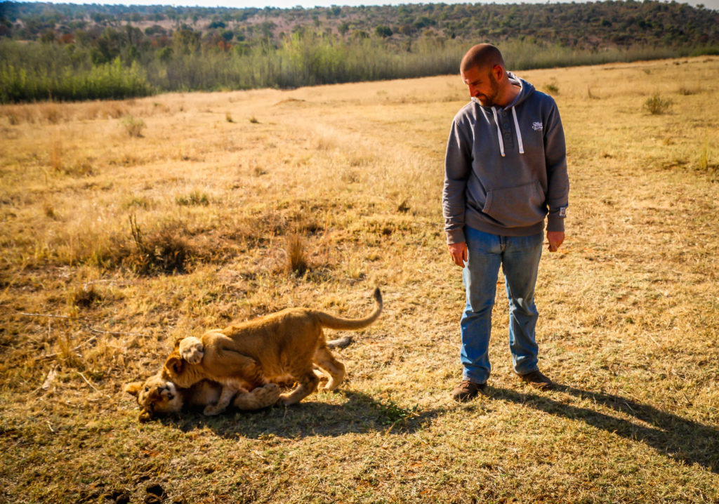 Walking With Lions at Horseback Africa