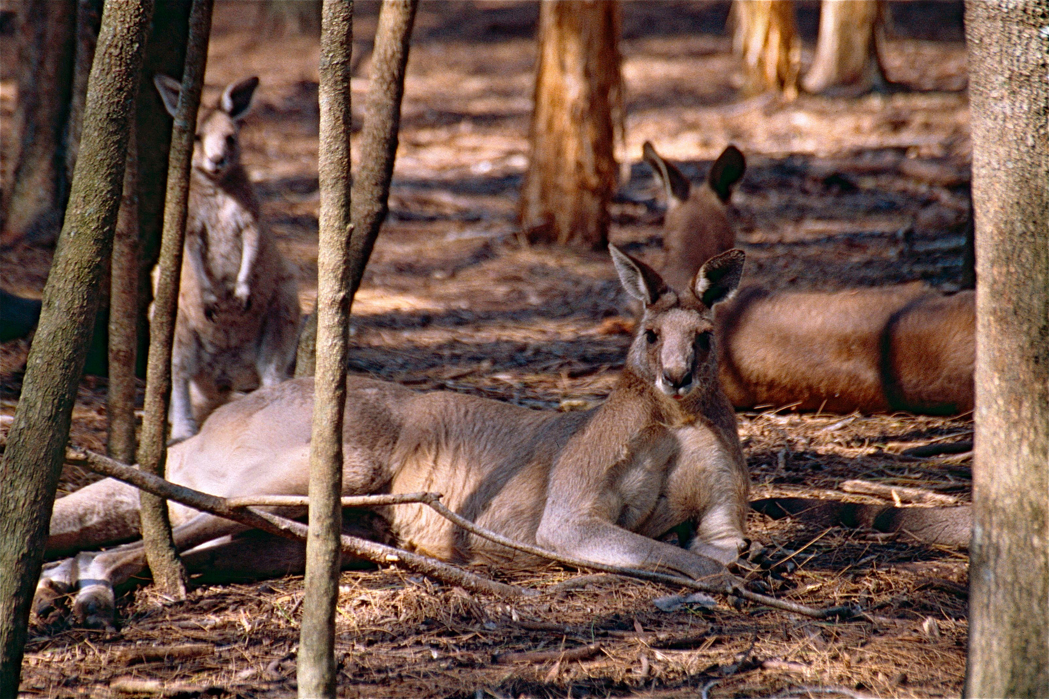 Australia’s Gold Coast - David Fleay Wildlife Park