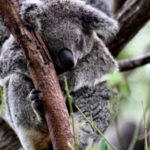 Australia’s Gold Coast - Lone Pine Koala Sanctuary