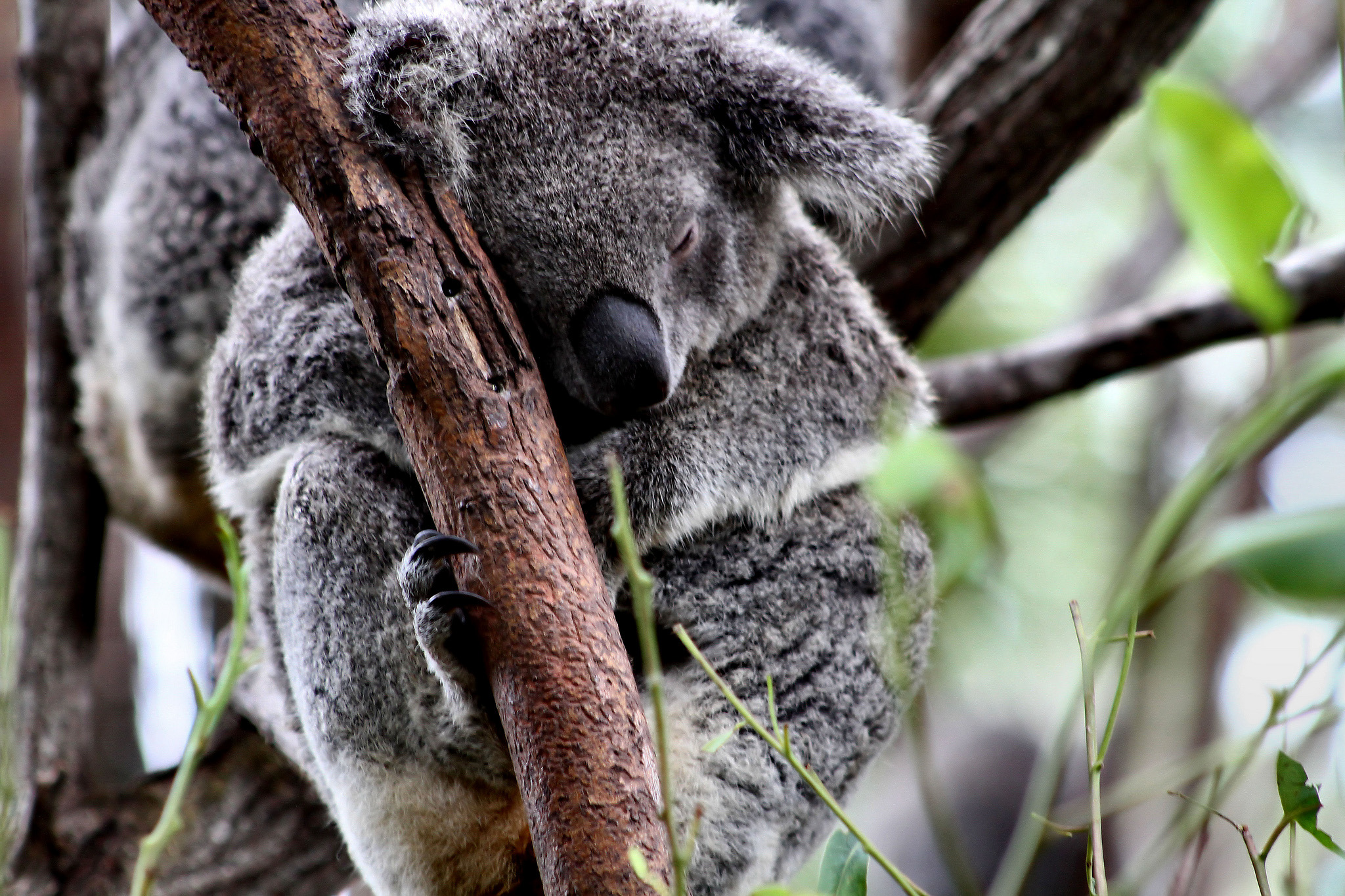 Australia’s Gold Coast - Lone Pine Koala Sanctuary