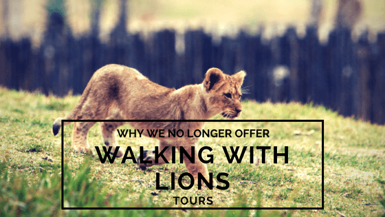 Why We No Longer Offer Walking With Lions Tours