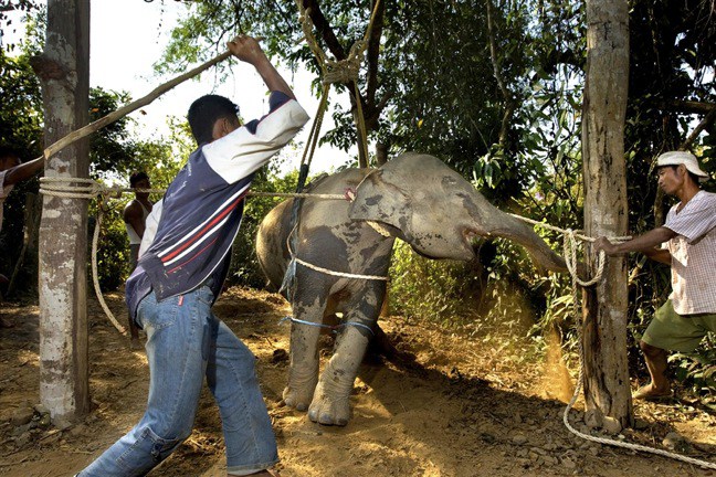 The Phajaan: Elephant Training in Burma