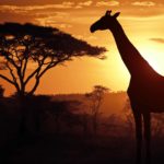 Unesco-Tanzania-Serengeti