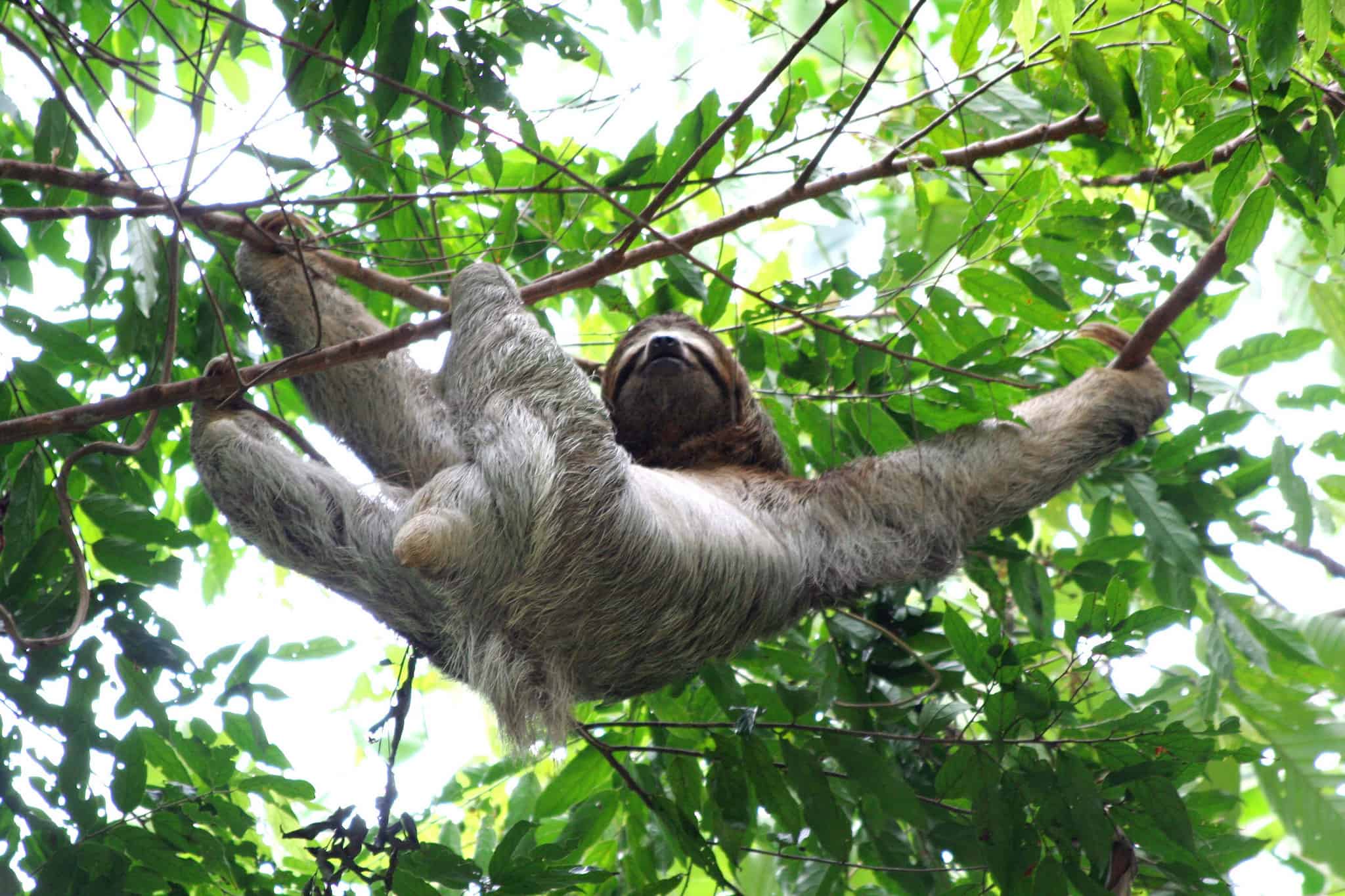 wildlife in Costa Rica