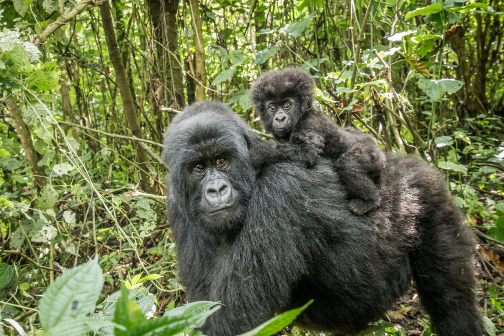 Uganda Gorilla Conservation