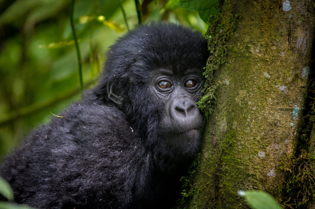 Uganda Gorilla Conservation