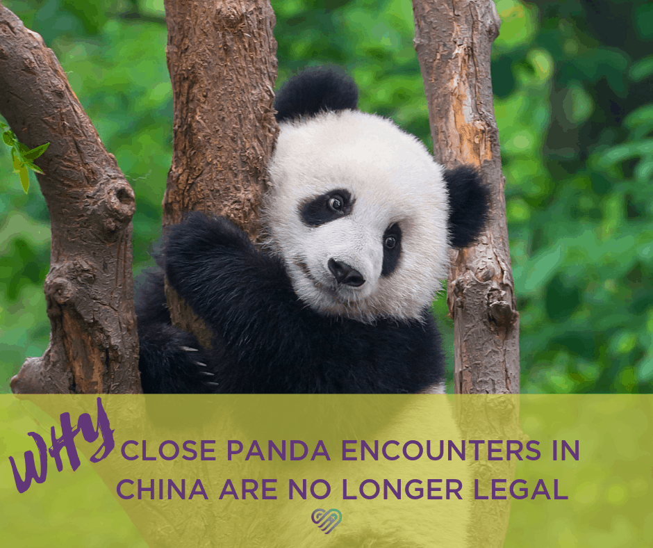 Panda Encounters in China